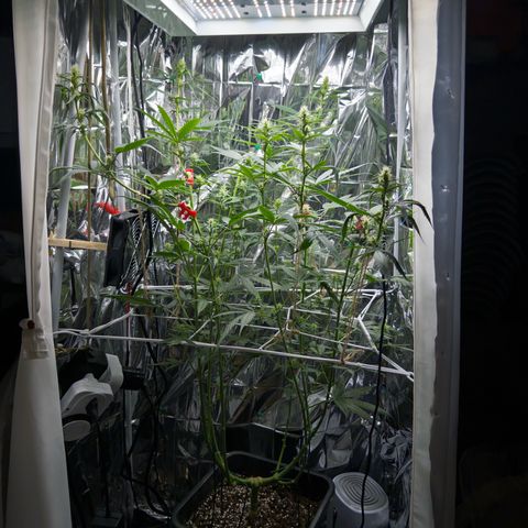 O.G. Kush Mainlining (first time🤞🏻) growlog timeline photo