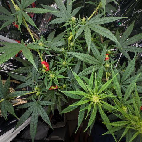 O.G. Kush Mainlining (first time🤞🏻) growlog timeline photo