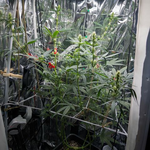 O.G. Kush Mainlining (first time🤞🏻) growlog timeline photo