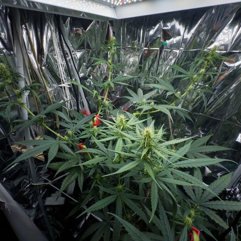 O.G. Kush Mainlining (first time🤞🏻) growlog timeline photo