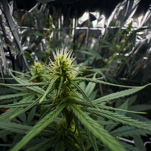 O.G. Kush Mainlining (first time🤞🏻) growlog timeline photo