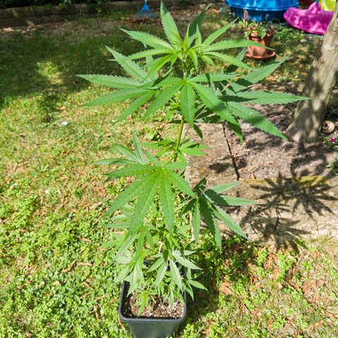 OG Kush Clone (1 time) growlog timeline photo