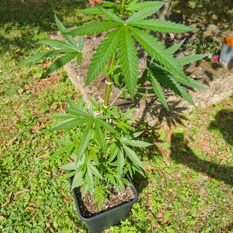 OG Kush Clone (1 time) growlog timeline photo