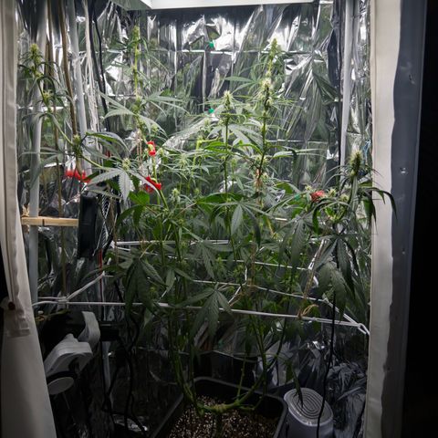 O.G. Kush Mainlining (first time🤞🏻) growlog timeline photo