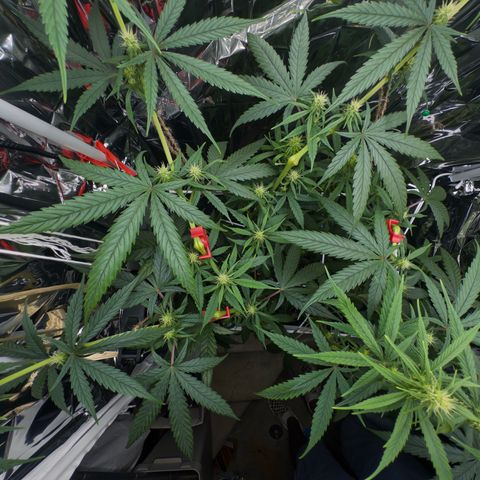 O.G. Kush Mainlining (first time🤞🏻) growlog timeline photo
