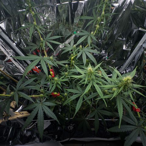 O.G. Kush Mainlining (first time🤞🏻) growlog timeline photo