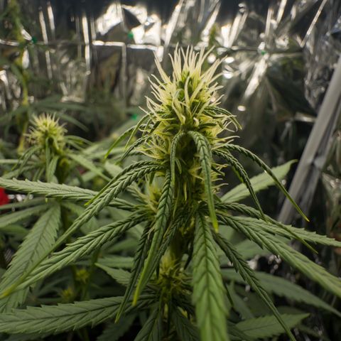 O.G. Kush Mainlining (first time🤞🏻) growlog timeline photo