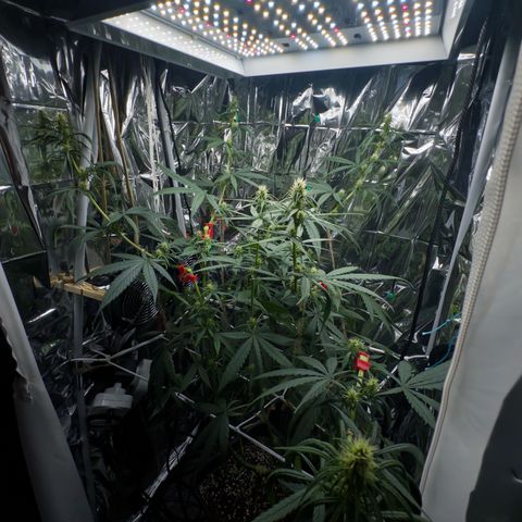 O.G. Kush Mainlining (first time🤞🏻) growlog timeline photo