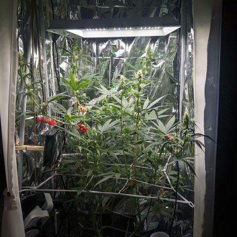 O.G. Kush Mainlining (first time🤞🏻) growlog timeline photo