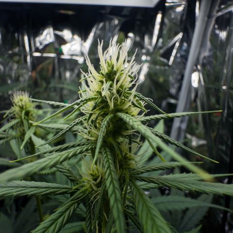 O.G. Kush Mainlining (first time🤞🏻) growlog timeline photo