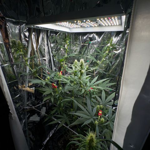 O.G. Kush Mainlining (first time🤞🏻) growlog timeline photo