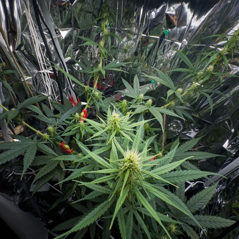 O.G. Kush Mainlining (first time🤞🏻) growlog timeline photo