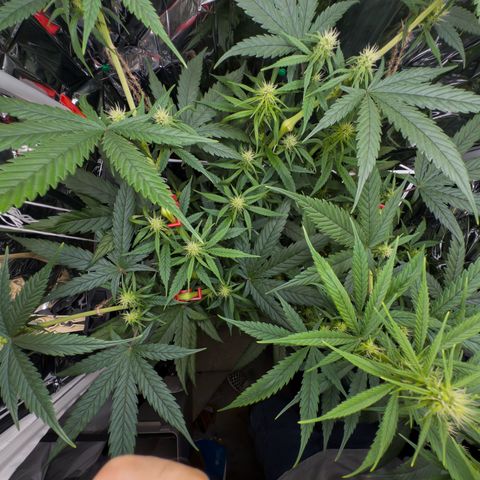 O.G. Kush Mainlining (first time🤞🏻) growlog timeline photo