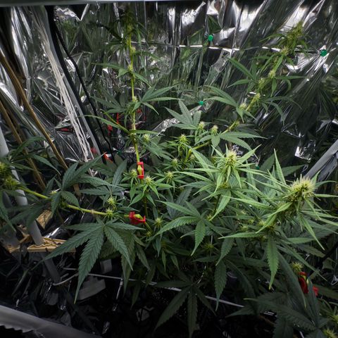 O.G. Kush Mainlining (first time🤞🏻) growlog timeline photo