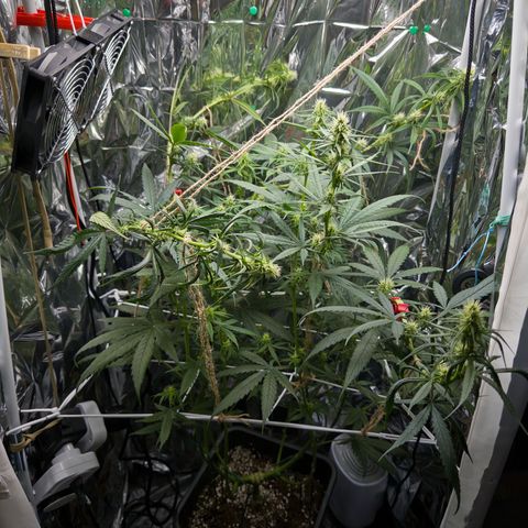 O.G. Kush Mainlining (first time🤞🏻) growlog timeline photo