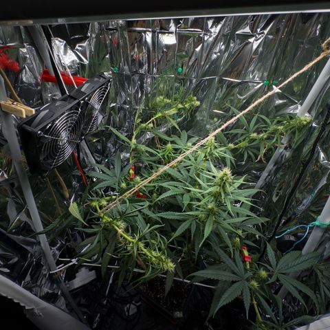 O.G. Kush Mainlining (first time🤞🏻) growlog timeline photo