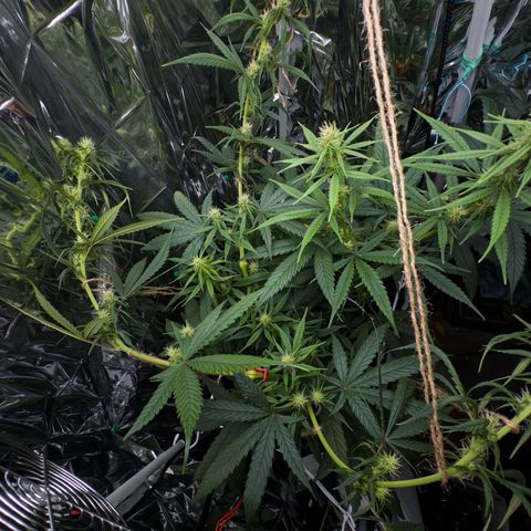 O.G. Kush Mainlining (first time🤞🏻) growlog timeline photo