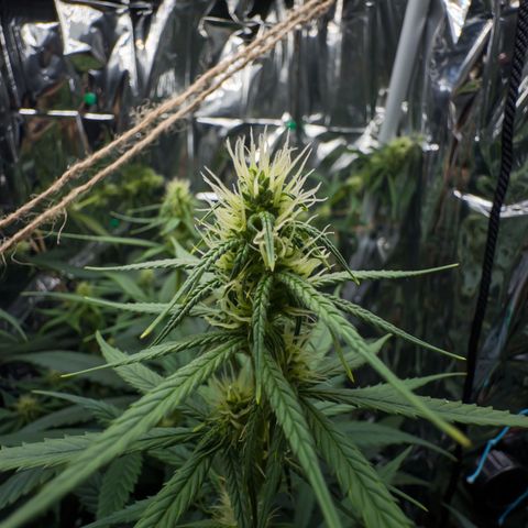 O.G. Kush Mainlining (first time🤞🏻) growlog timeline photo