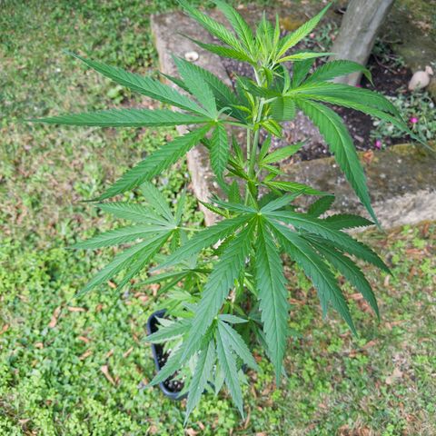 OG Kush Clone (1 time) growlog timeline photo