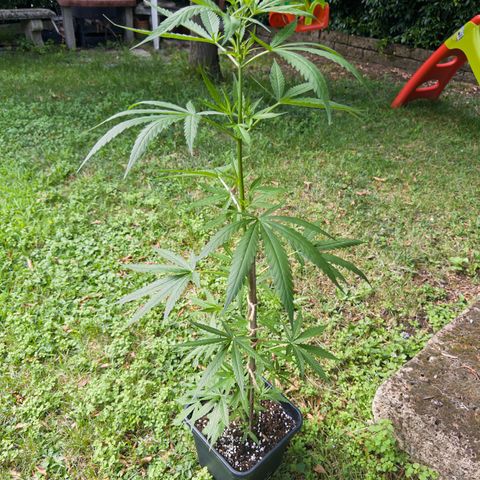 OG Kush Clone (1 time) growlog timeline photo