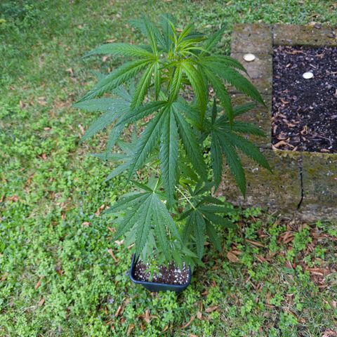 OG Kush Clone (1 time) growlog timeline photo