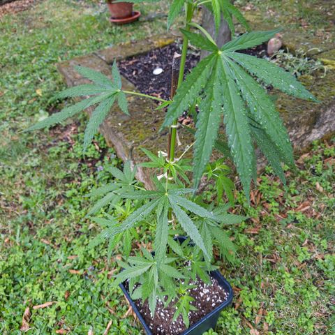 OG Kush Clone (1 time) growlog timeline photo