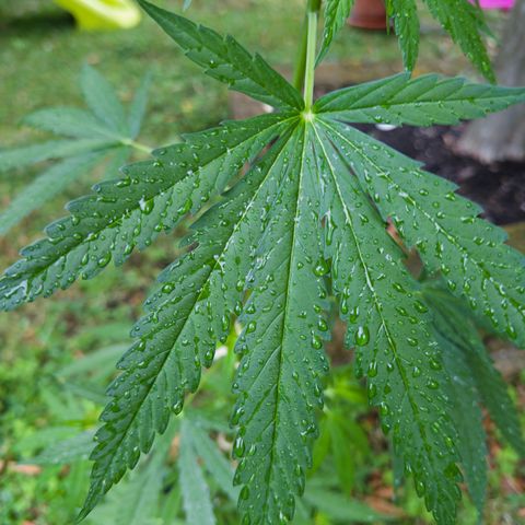OG Kush Clone (1 time) growlog timeline photo
