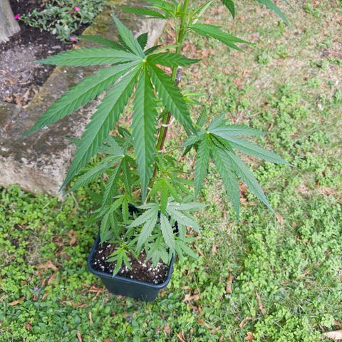 OG Kush Clone (1 time) growlog timeline photo