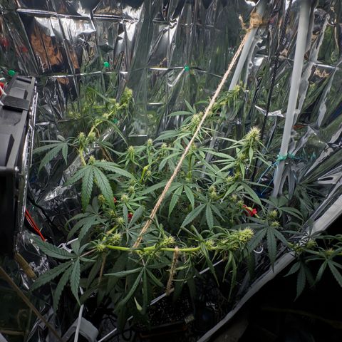 O.G. Kush Mainlining (first time🤞🏻) growlog timeline photo