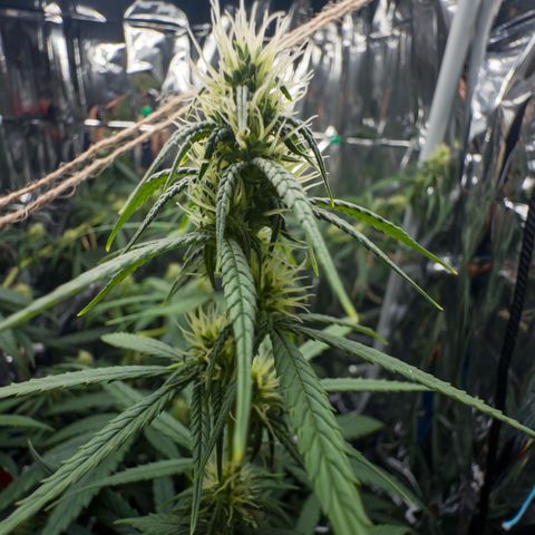 O.G. Kush Mainlining (first time🤞🏻) growlog timeline photo