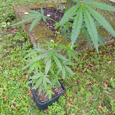 OG Kush Clone (1 time) growlog timeline photo
