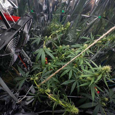 O.G. Kush Mainlining (first time🤞🏻) growlog timeline photo