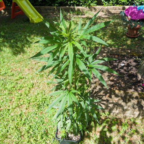 OG Kush Clone (1 time) growlog timeline photo