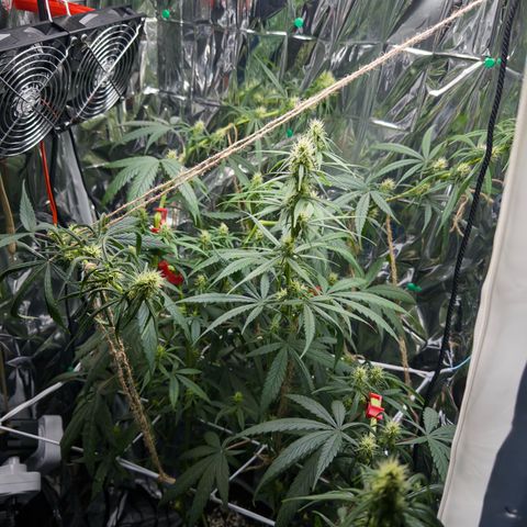 O.G. Kush Mainlining (first time🤞🏻) growlog timeline photo