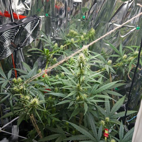 O.G. Kush Mainlining (first time🤞🏻) growlog timeline photo