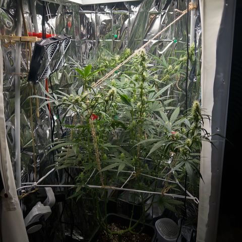 O.G. Kush Mainlining (first time🤞🏻) growlog timeline photo