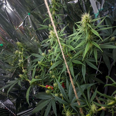 O.G. Kush Mainlining (first time🤞🏻) growlog timeline photo