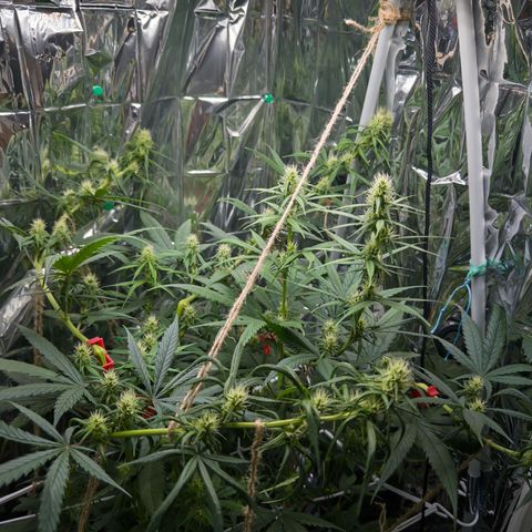 O.G. Kush Mainlining (first time🤞🏻) growlog timeline photo