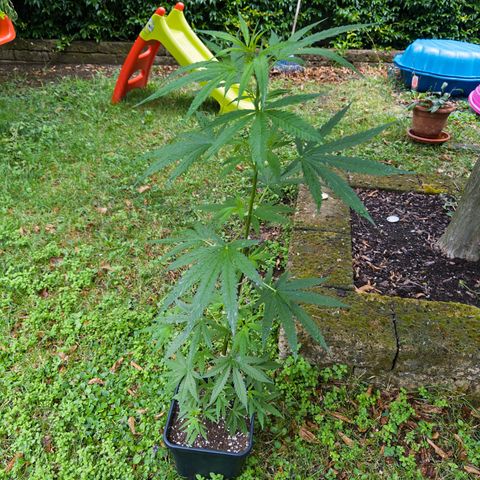 OG Kush Clone (1 time) growlog timeline photo
