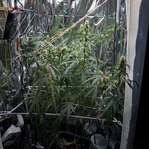 O.G. Kush Mainlining (first time🤞🏻) growlog timeline photo