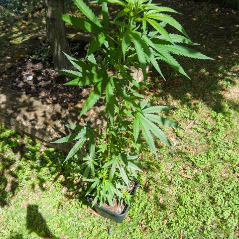 OG Kush Clone (1 time) growlog timeline photo