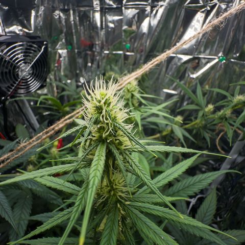 O.G. Kush Mainlining (first time🤞🏻) growlog timeline photo