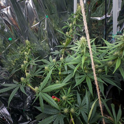 O.G. Kush Mainlining (first time🤞🏻) growlog timeline photo