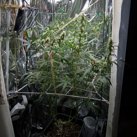 O.G. Kush Mainlining (first time🤞🏻) growlog timeline photo