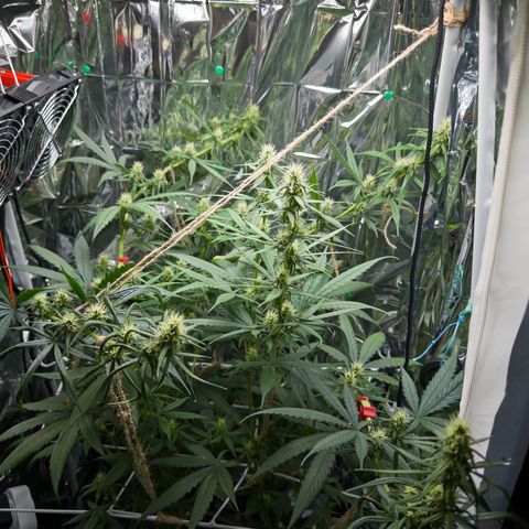 O.G. Kush Mainlining (first time🤞🏻) growlog timeline photo