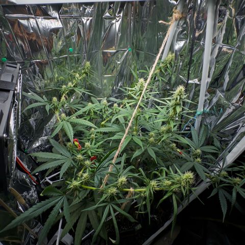 O.G. Kush Mainlining (first time🤞🏻) growlog timeline photo