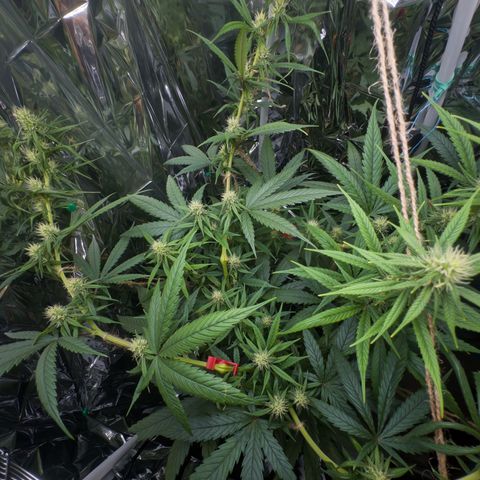 O.G. Kush Mainlining (first time🤞🏻) growlog timeline photo