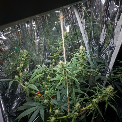 O.G. Kush Mainlining (first time🤞🏻) growlog timeline photo