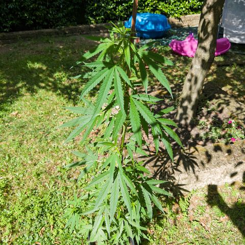 OG Kush Clone (1 time) growlog timeline photo