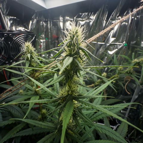O.G. Kush Mainlining (first time🤞🏻) growlog timeline photo
